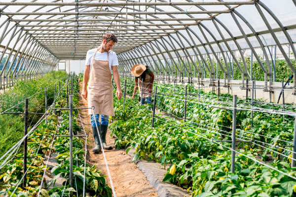 Оптимальні умови для вирощування кабачків у теплиці